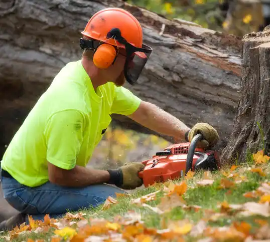 tree services Rio Grande